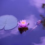 Why is Ahimsa important for you?